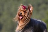 YORKSHIRE TERRIER 528